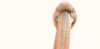 Czym malować śnieżynki na paznokciach?