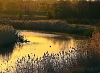 Jak zwalczyć zakola?