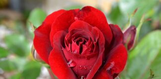 Jak pachnie Hugo Boss Woman?