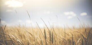 Ile jest podstawowych zapachów?