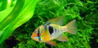 Jak zrobić zabieg Pielęgnicą?