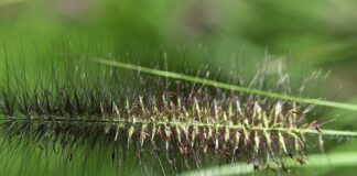 Jak czesać włosy szczotka z naturalnego włosia?