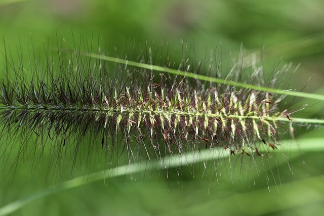 Jak czesać włosy szczotka z naturalnego włosia? Jak czesać włosy szczotka z naturalnego włosia?