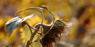 Ile wytrzymuje woda toaletowa?