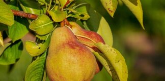 Ile trzymać odżywka proteinowa Onlybio?