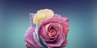 Czym się różni odżywka Humektantowa od Emolientowej?