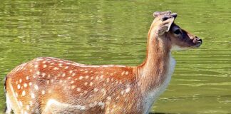 Dlaczego stoi woda w pojemniku na płyn do płukania?