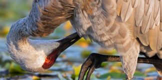 Jakie są zabiegi pielęgnacyjne włosów?