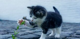 Co zrobić aby twarz była ładniejsza?