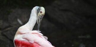 Jak wygładzić włosy żeby się nie puszyły?